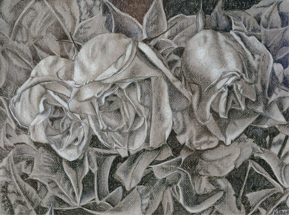 07--Dead-Roses-IV-Study