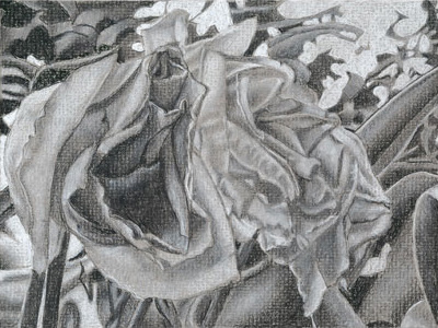 16-Trio-Study