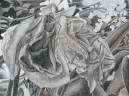 16-Trio-Study